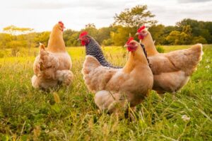 Livestock and poultry farming