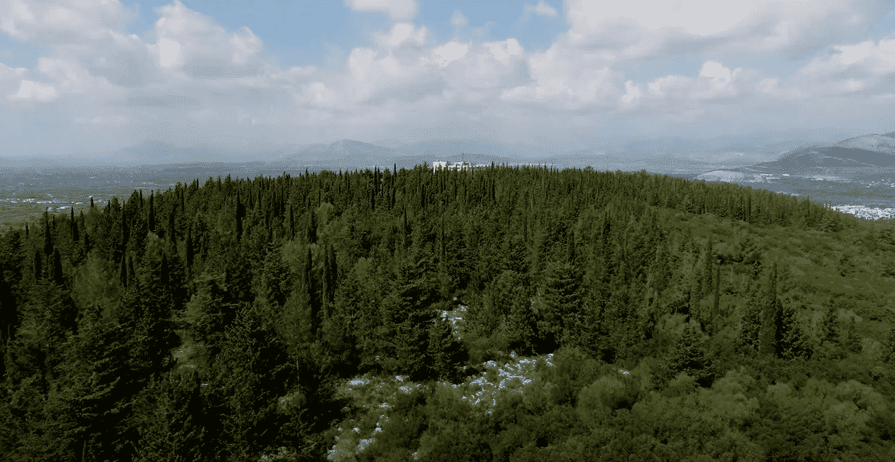 Suburban Forest of Arta
