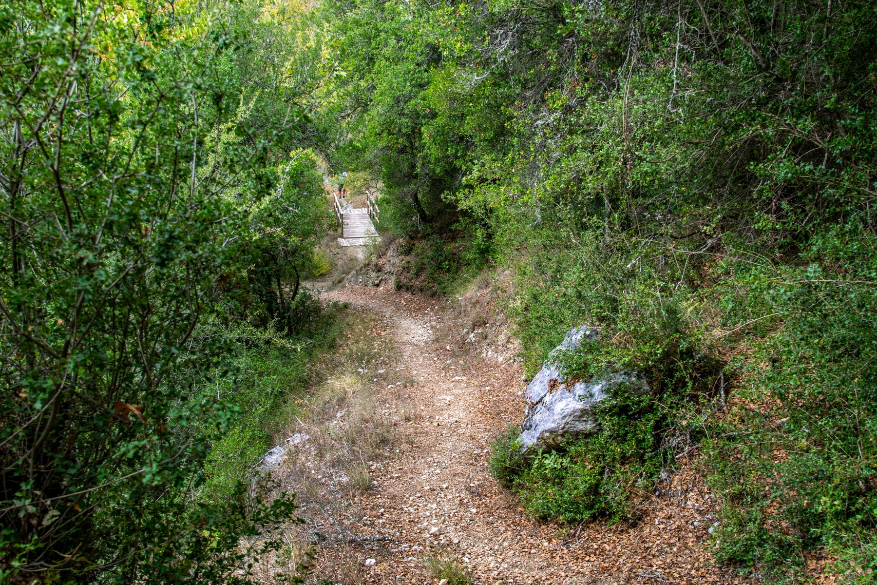 Vidra’s Trail